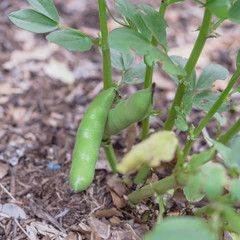 Fava bean pods on tree near crown ground at backyard garden near Dallas, Texas, USA