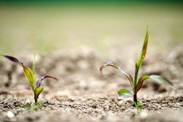 Little plants in dry soil