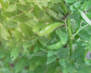 Homegrown raised bed garden with vigorous fava bean pods on tree near Dallas, Texas, USA
