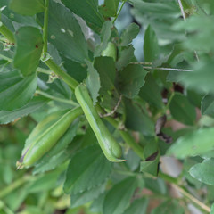 Broad bean or fava bean pods on tree with netting trellis at backyard garden near Dallas, Texas, USA