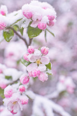 Beautiful spring apple blossoms covered with snow. Bloom tree flowers covered in snow. Spring frost over may blooming tree blossoms. Tree spring flowers. Apple blossom in snow