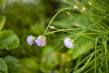 chive in the garden 