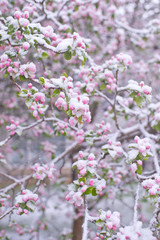 Beautiful spring apple blossoms covered with snow. Bloom tree flowers covered in snow. Spring frost over may blooming tree blossoms. Tree spring flowers. Apple blossom in snow