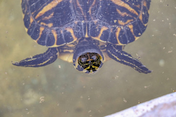 Red-eared slider, semiaquatic turtle in a pond