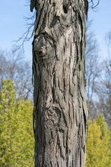 trunk of a hickory tree with blurred background of green foliage and blue sky behind