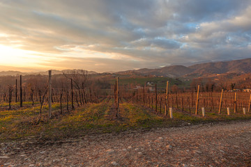 Obraz premium Winter sunset over vineyard, Conegliano, Italy. Concept: agricultural landscape, Prosecco hills, a World Heritage Site