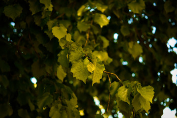 Spring in the garden