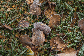 frozen leaves on the grass