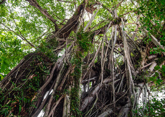 Crown of an old Banyan tree, Thailand.
