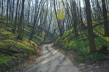 View of a winding road in a forest among green hills in spring.