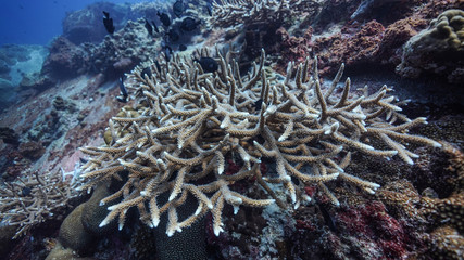 Naklejka na ściany i meble Staghorn Coral on Losin Thailand
