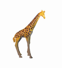 giraffe isolated on white