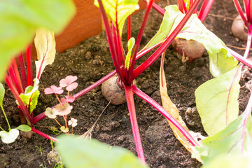 Red beetroot planted in summer garden. Growing organic beet vegetables.Raw organic red beets. natural vegetables in greenhouse, the farmers market. Food supply. vegetarianism. Selective focus