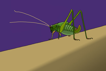 Grasshopper