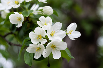 White flowers of apple tree close-up. Flowering apple tree.