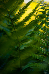 Bokeh photography of fern leaves with sun light in background