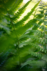 Bokeh photography of fern leaves with sun light in background