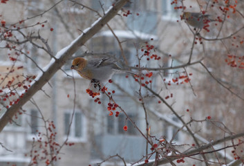 Forest bird Schur on the branch of an Apple tree