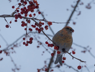 Forest bird Schur on the branch of an Apple tree