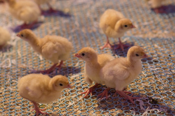 production processes at the poultry farm where adult turkeys are raised from chickens, as well as the process of transporting and unloading chickens.