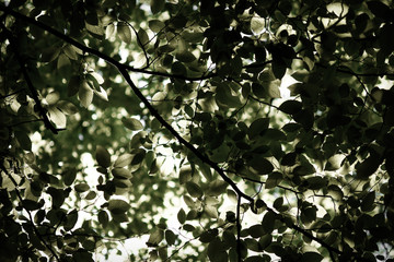 Fototapeta premium Spring in the garden