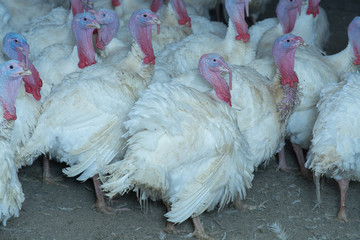 production processes at the poultry farm where adult turkeys are raised from chickens, as well as the process of transporting and unloading chickens.