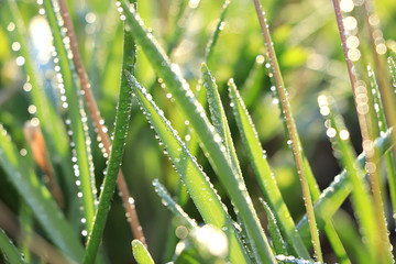 Abstract floral background in the garden with soft focus, bokeh and rain. Banner for the screen, a...
