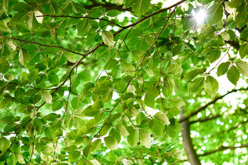 green leaves background