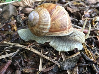 In Deutschland eine Schnecke in  Kreis Böblingen. 