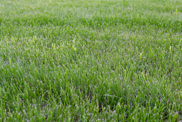 Fields of wheat at the end of summer fully ripe