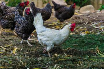 Hens of various breeds in the village on the nature. White curious chicken.