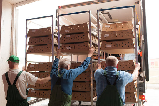 production processes at the poultry farm where adult turkeys are raised from chickens, as well as the process of transporting and unloading chickens.