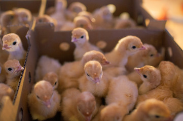production processes at the poultry farm where adult turkeys are raised from chickens, as well as the process of transporting and unloading chickens.