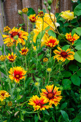 Guillardia flowers in a residential garden.