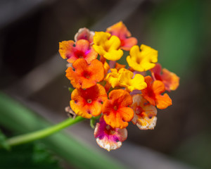 Common Lantana along the Shadow Creek Ranch Nature Trail in Pearland!