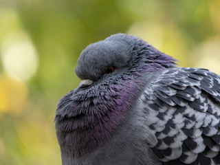 A racing pigeon poses in front of the lens of the camera