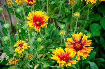 Guillardia flowers in a residential garden.