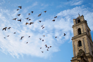 pigeons in the sky