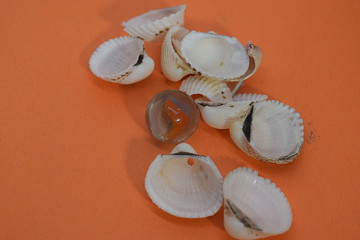 mar-belled shells cr2020darrelljbanks
