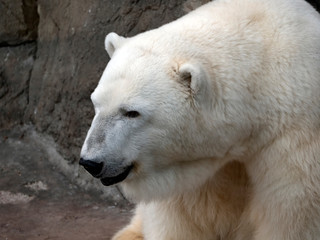 Obraz premium Niedźwiedź polarny Ursus Maritimus w słoneczny dzień