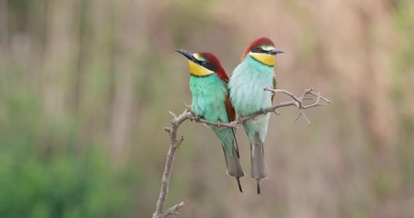 European bee-eater, merops apiaster, landing on a twig next to its partner in mating season. Courting behavior of colorful birds in summer nature. Two wild animal close to each other.