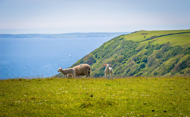 Obraz premium Sheep at the pasture at the coast of Cornwall, UK