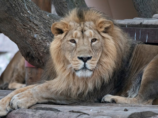 Portrait lion basking in the warm sun after dinner