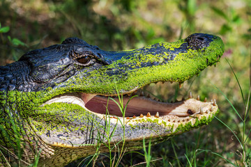 Fototapeta premium Alligator with a dirty head in Brazos Bend State Park!