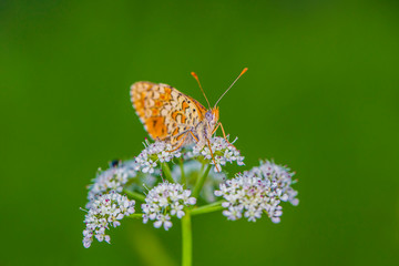 
Macro photography butterfly in the field