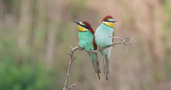 European bee-eater, merops apiaster, landing on a twig next to its partner in mating season. Courting behavior of colorful birds in summer nature. Two wild animal close to each other.
