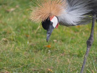 Beautiful bird, Grey Crowned Crane with blue eye and red wattle