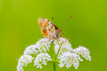 
Macro photography butterfly in the field