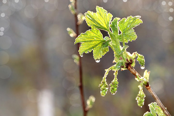 Abstract natural background in the garden with soft focus, bokeh and rain. Banner for the screen, a...