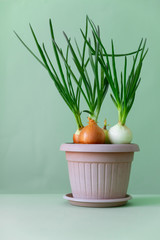 Sprouts of green onions in green flower pot on green background.
